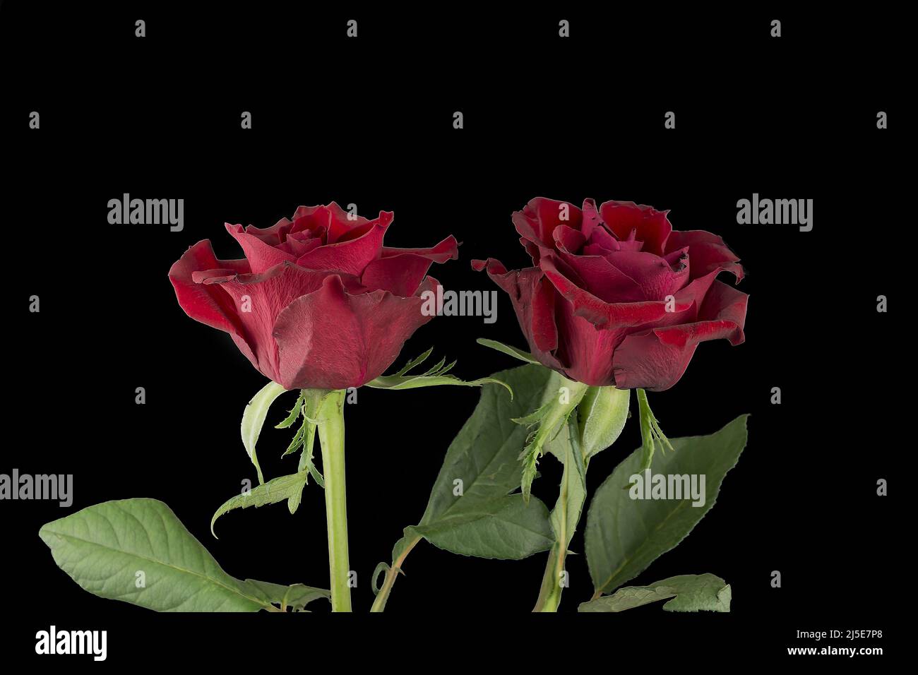 Red roses background wallpaper hi-res stock photography and images - Alamy