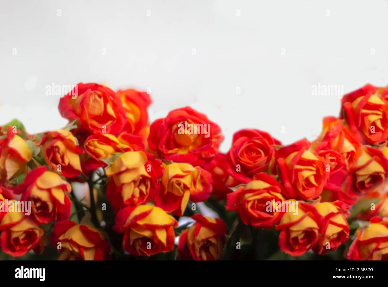A Large Lush Bouquet of Red Garden Roses and Buds in Black Wrapping Paper,  a Stylish Stock Image - Image of background, design: 147364341