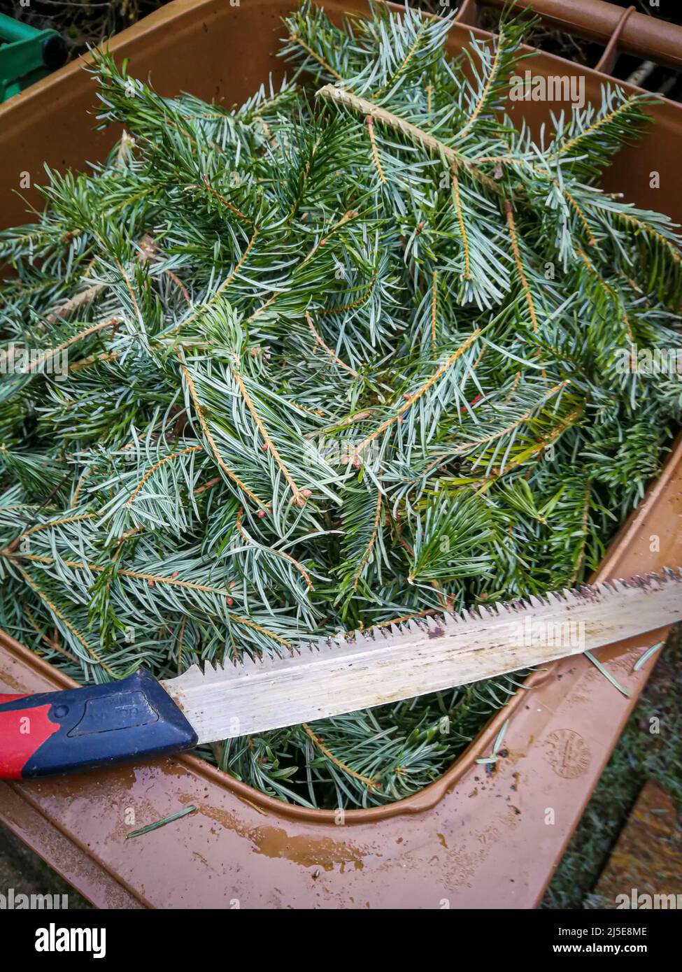 Green waste remnants of a Christmas tree into a trash can for