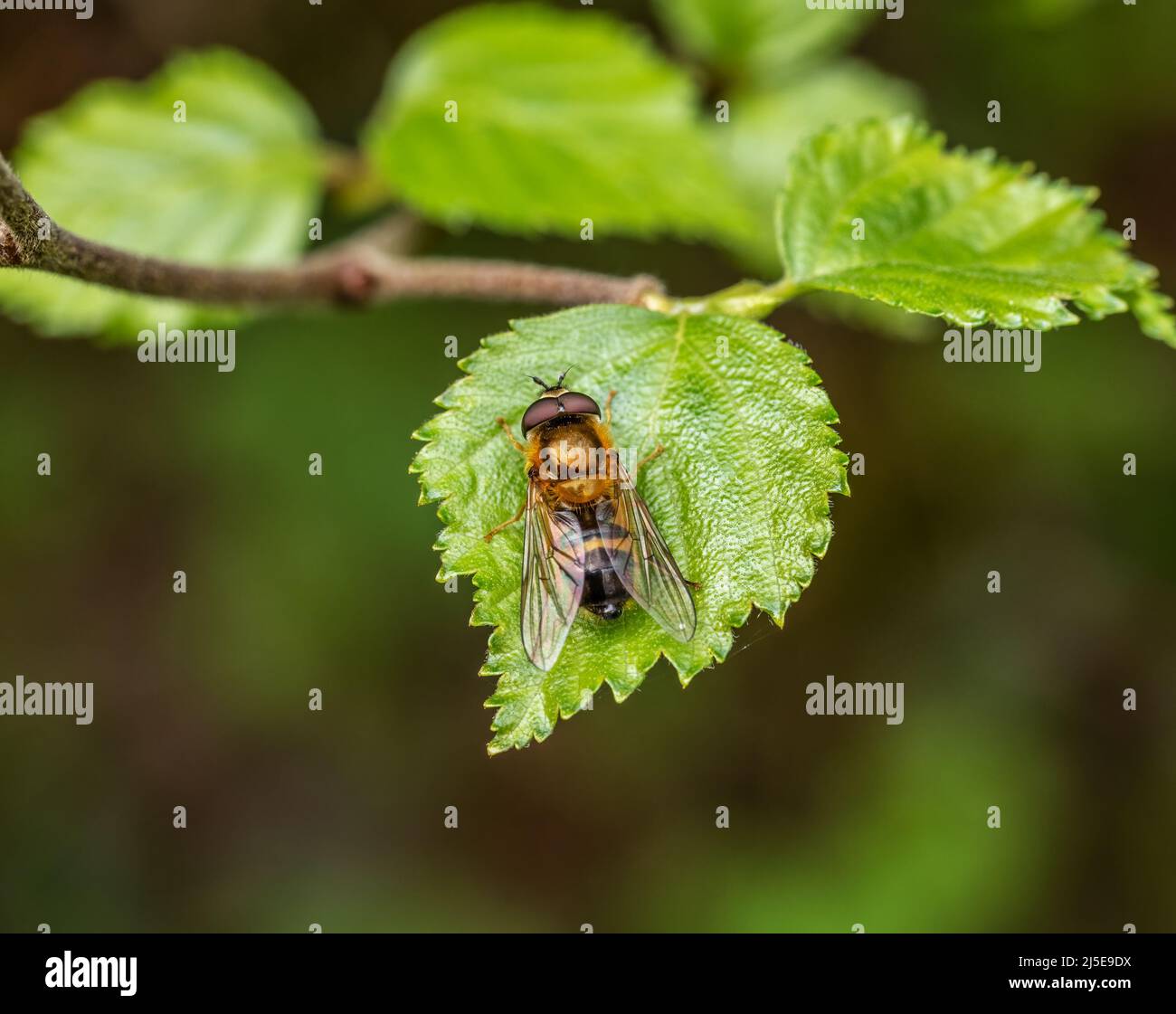 Hoverfly Epistrophe eligans on leaf. Metallic, shiny insect. UK. Stock Photo