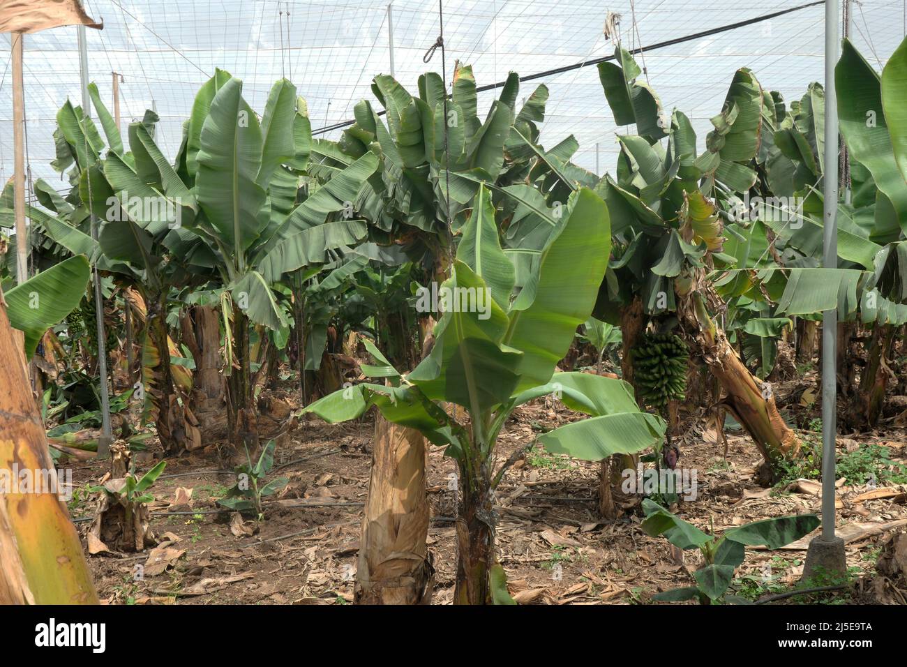 Bananenplantage, Aldea de San Nicolás, Gran Canaria Stock Photo