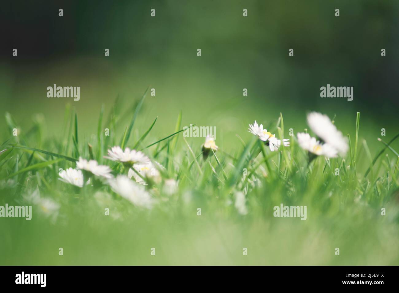 Lawn with daisies in Springtime Stock Photo