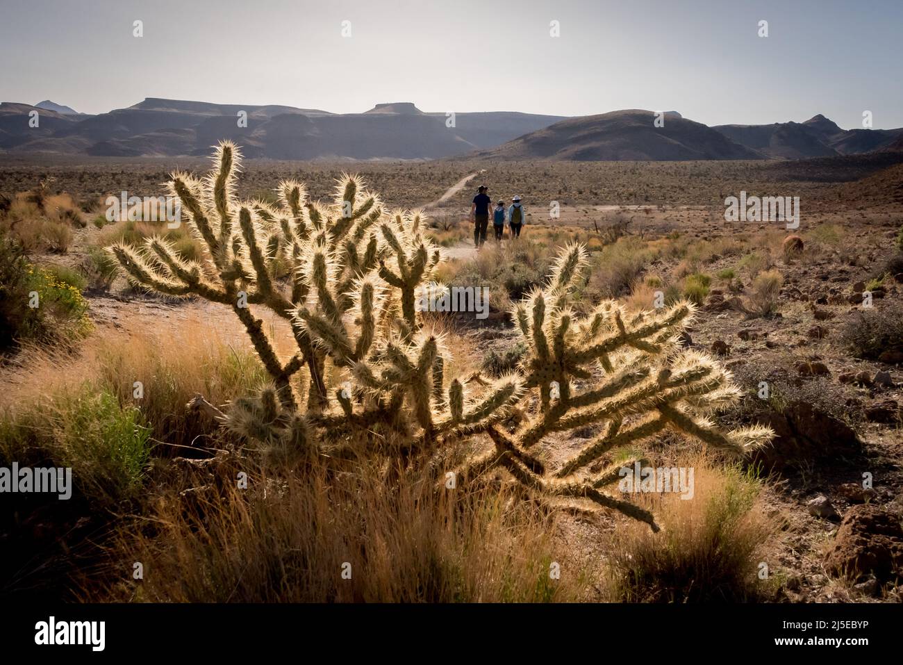 A family hikes Wildhorse Canyon late day with Buckhorn cholla glowing in the desert at Mojave National Preserve in California. Stock Photo