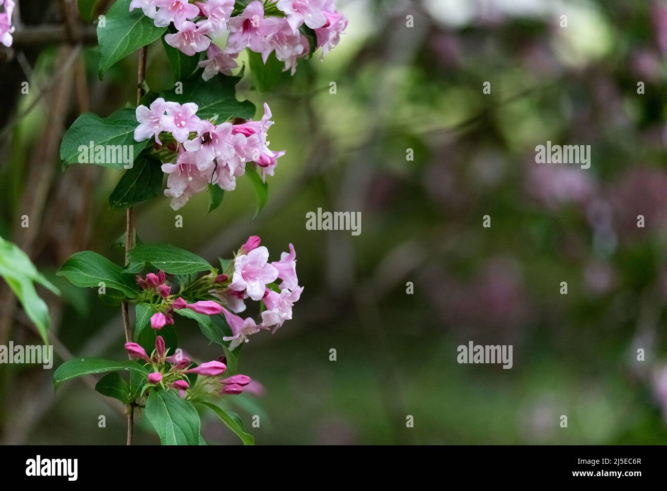 A wonderful shrub, flowering ornamental shrub with pink flowers. Stock Photo