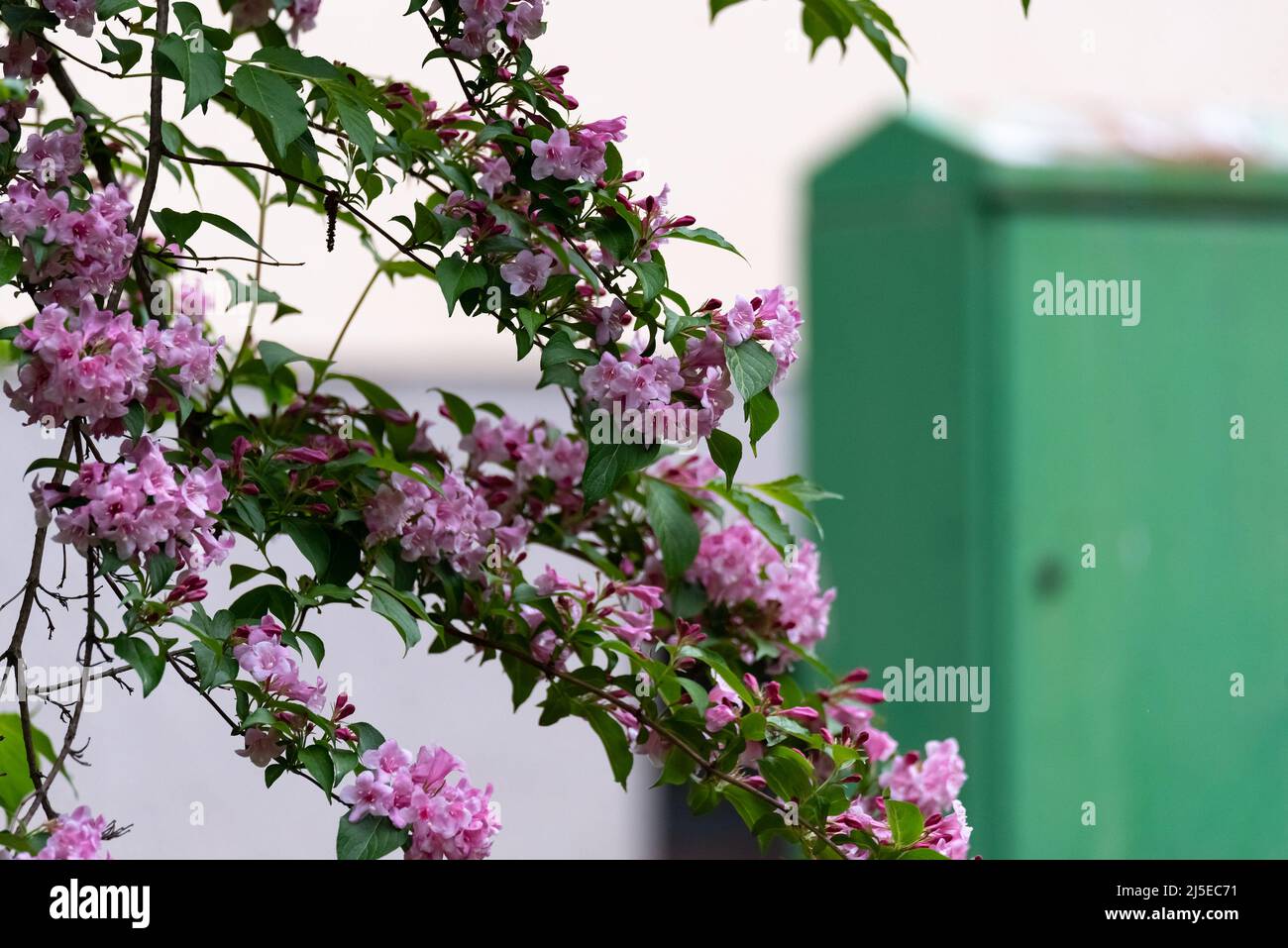 A wonderful shrub, flowering ornamental shrub with pink flowers. Stock Photo