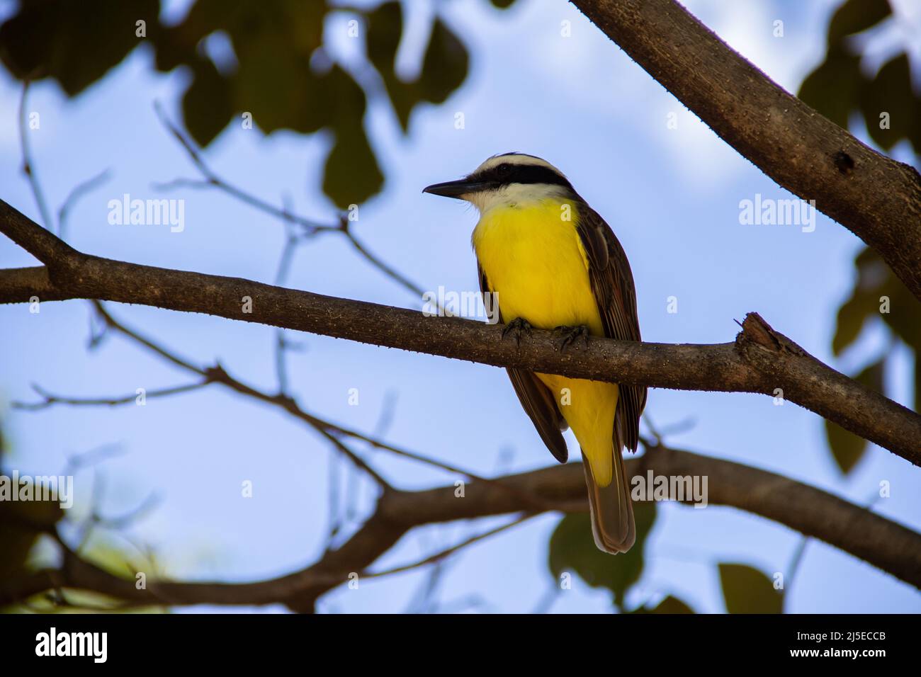 Goiânia, Goias, Brazil – April 22, 2022: A bird perched on the branch of a leafy tree. Pitangus sulphuratus. Stock Photo