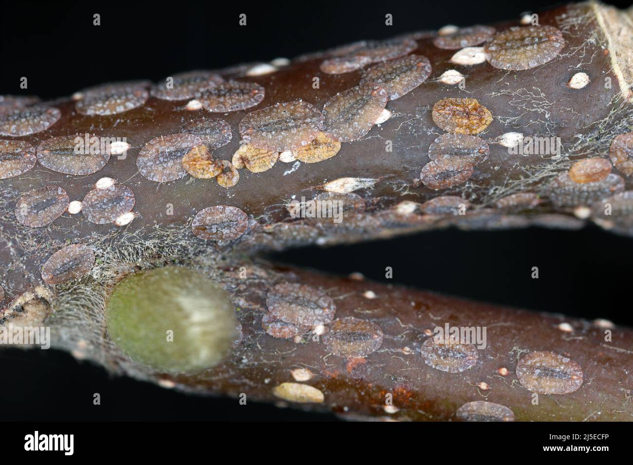 Scale insects (Coccidae) on a magnolia in the garden. They are dangerous pests of various plants. Commonly known as soft, wax or  tortoise scales. Stock Photo
