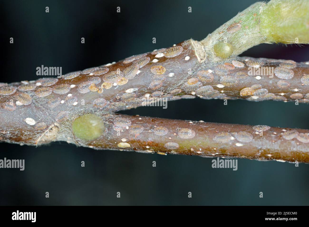 Scale insects (Coccidae) on a magnolia in the garden. They are dangerous pests of various plants. Commonly known as soft, wax or  tortoise scales. Stock Photo