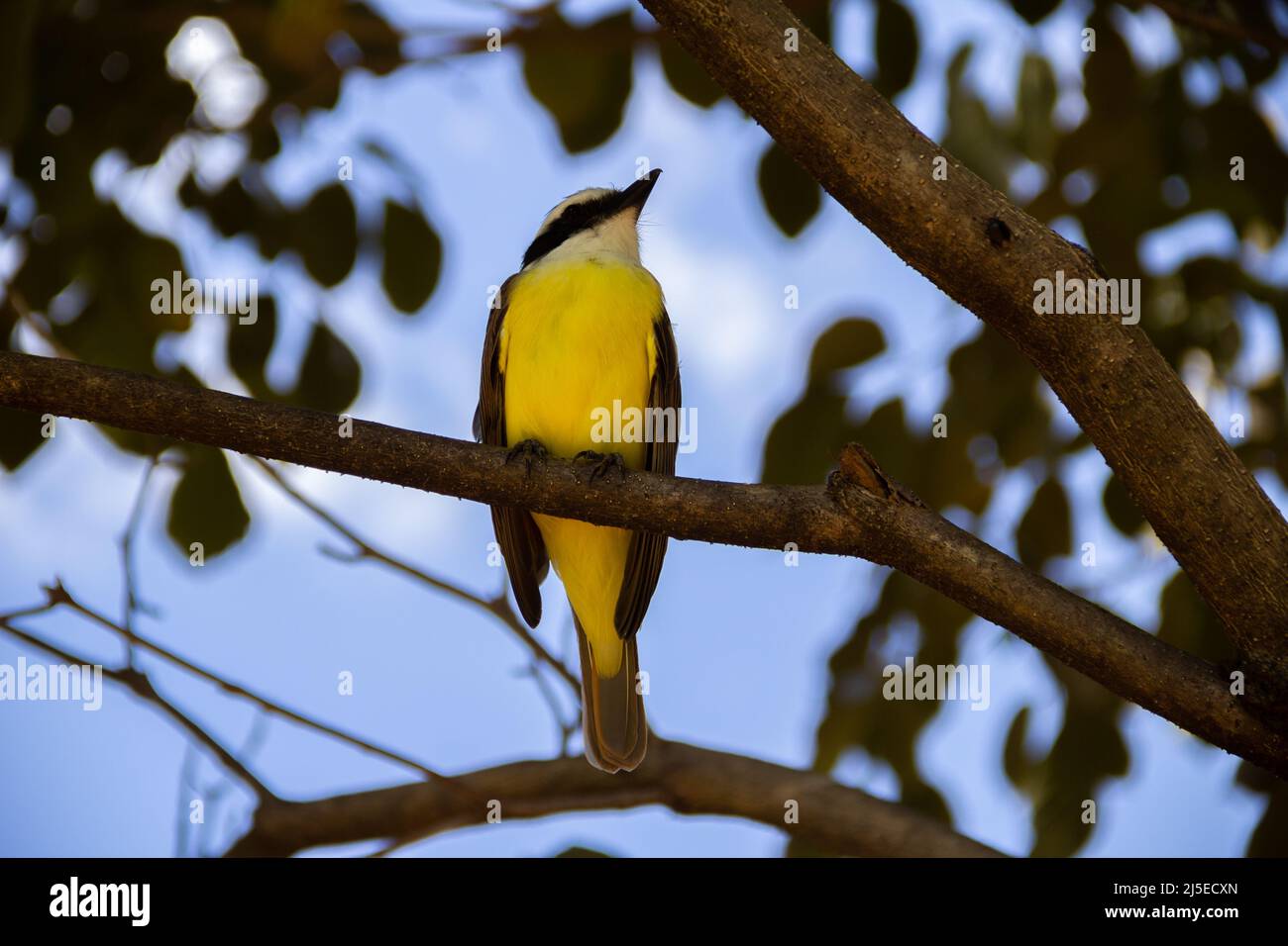 Goiânia, Goias, Brazil – April 22, 2022: A bird perched on the branch of a leafy tree. Pitangus sulphuratus. Stock Photo