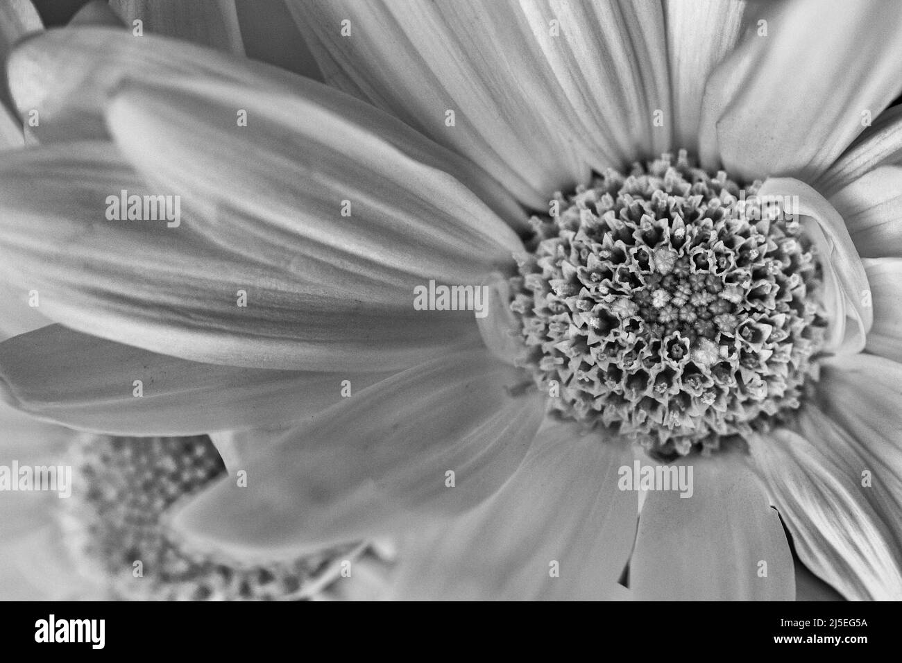 A macro shot of a chrysanthemum (Chrysanthemum indicum) reveals its disk flowers and petals or ray florets. Stock Photo
