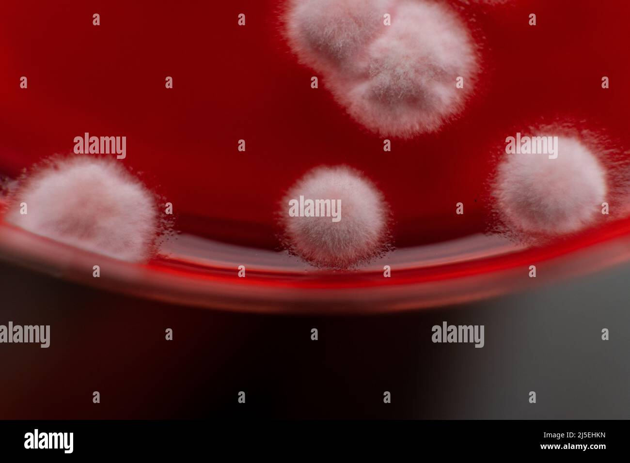 Mold In A Petri Dish Microbiological Studies In Laboratory Conditions
