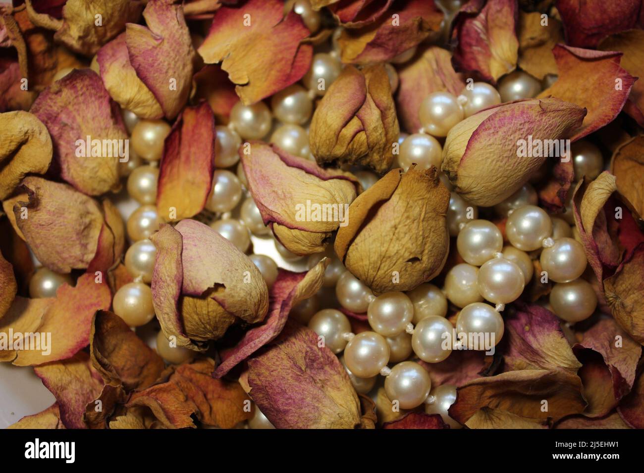 dried rose and sea pearl Stock Photo
