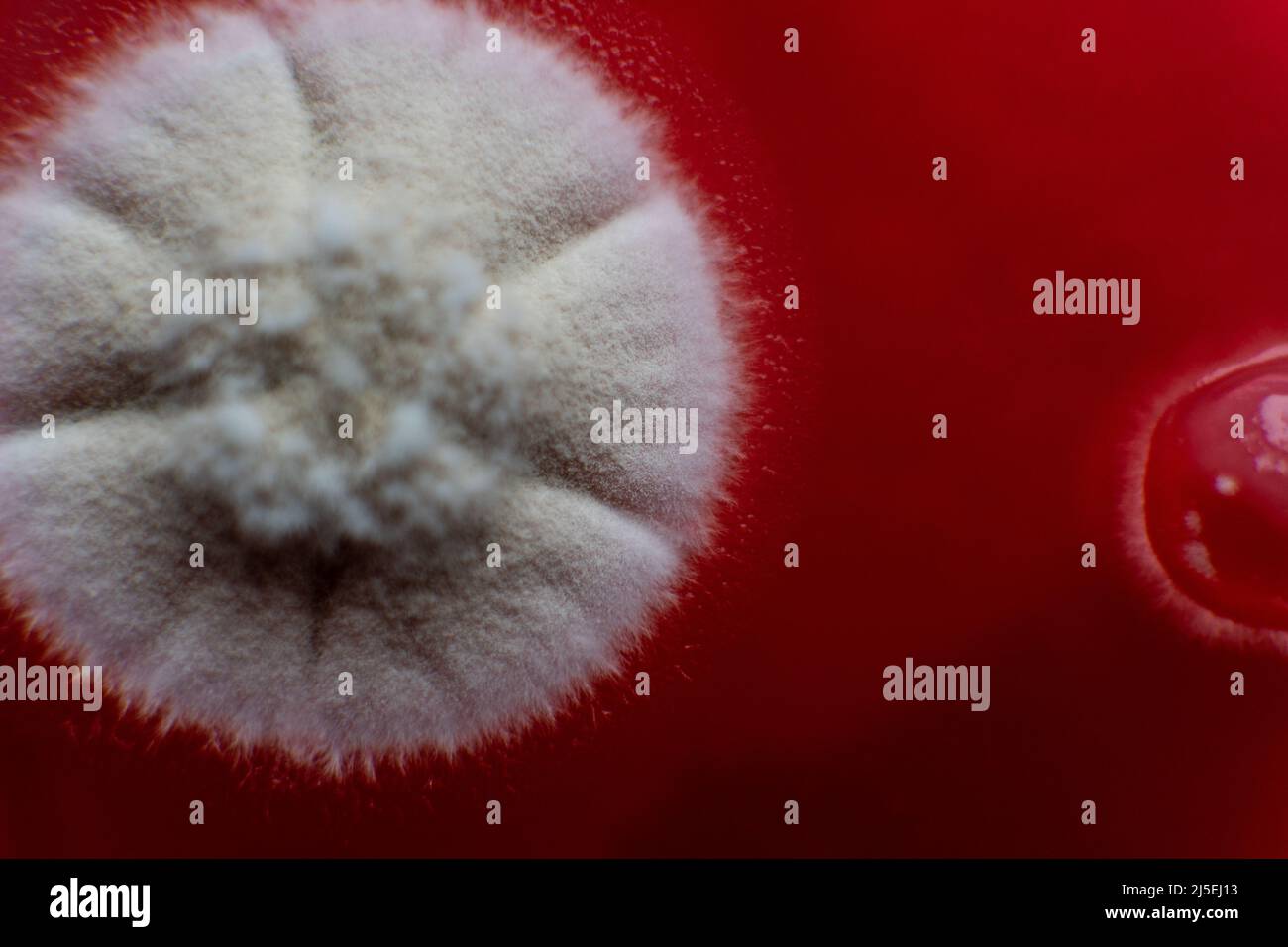 mold and bacteria on red agar. Agar medium for pathogens. Mold spores
