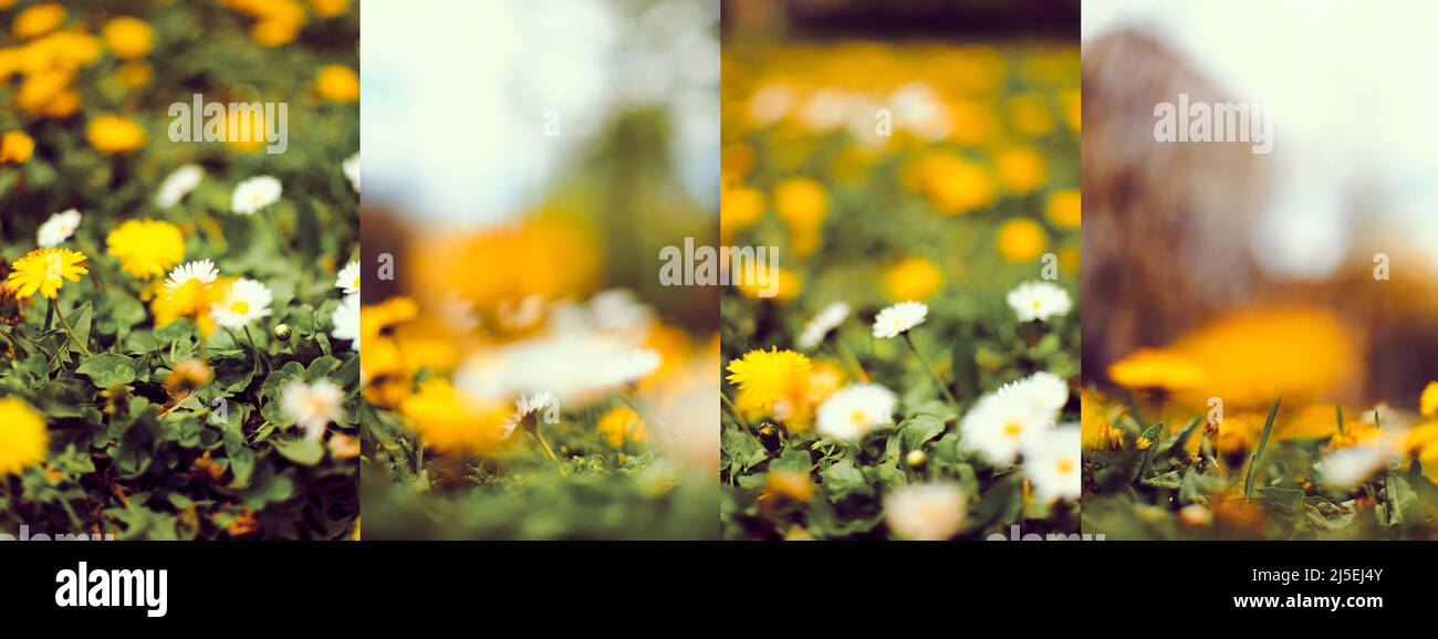 Collage of daisy flowers photographs, selective focus Stock Photo