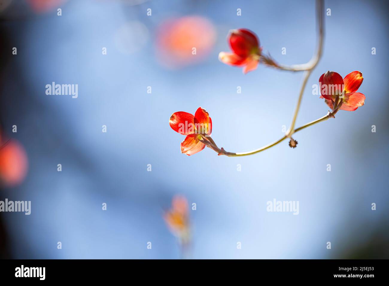 Red Dogwood Flowers Blossoming Stock Photo