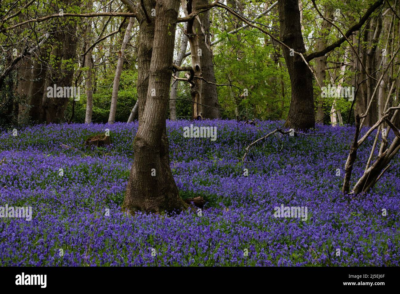 Sulham, UK. 22nd April, 2022. English bluebells are pictured in Sulham Woods. The UK is home to over half of the world's population of bluebells, split between the native English or British bluebell (Hyacinthoides non-scripta) found in Sulham Woods, which is protected under the Wildlife and Countryside Act 1981, and the fast spreading Spanish bluebell (Hyacinthoides hispanica). Credit: Mark Kerrison/Alamy Live News Stock Photo