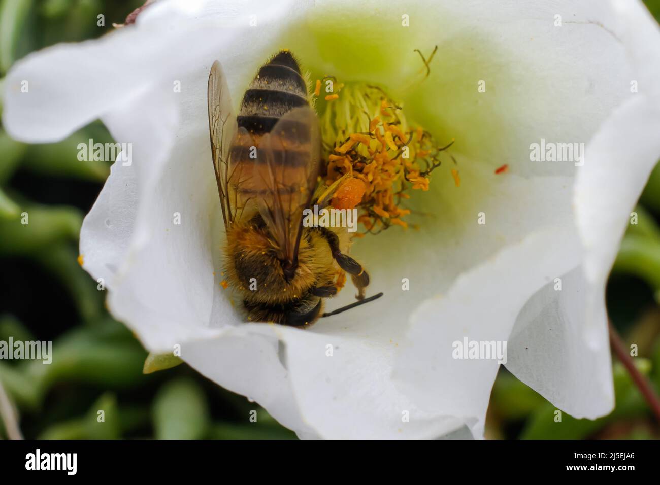 An African Honey bee collects nectar from a flower seedling at a road