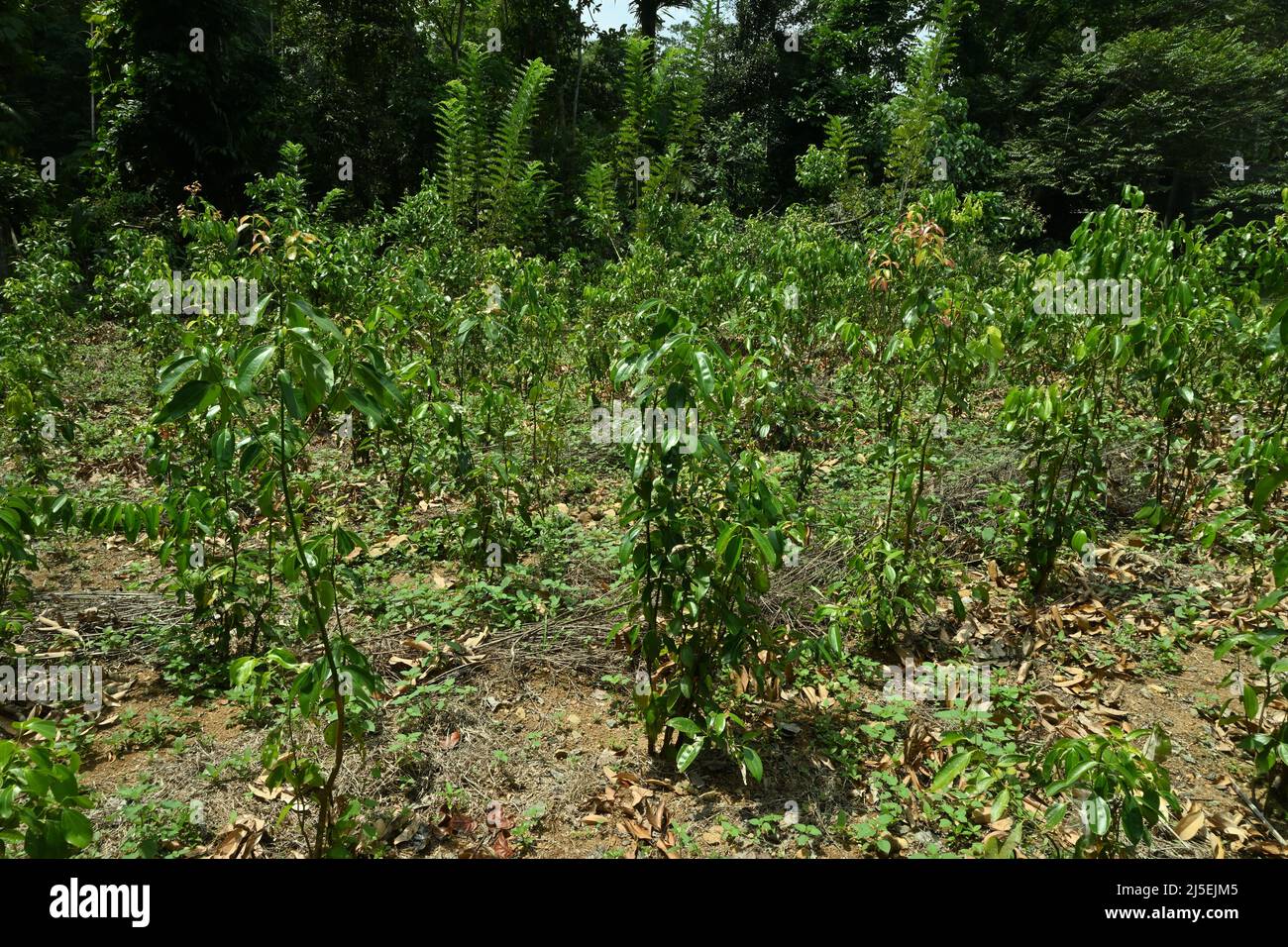 A Sri Lankan Cinnamon plantation with growing young Cinnamon plants Stock Photo