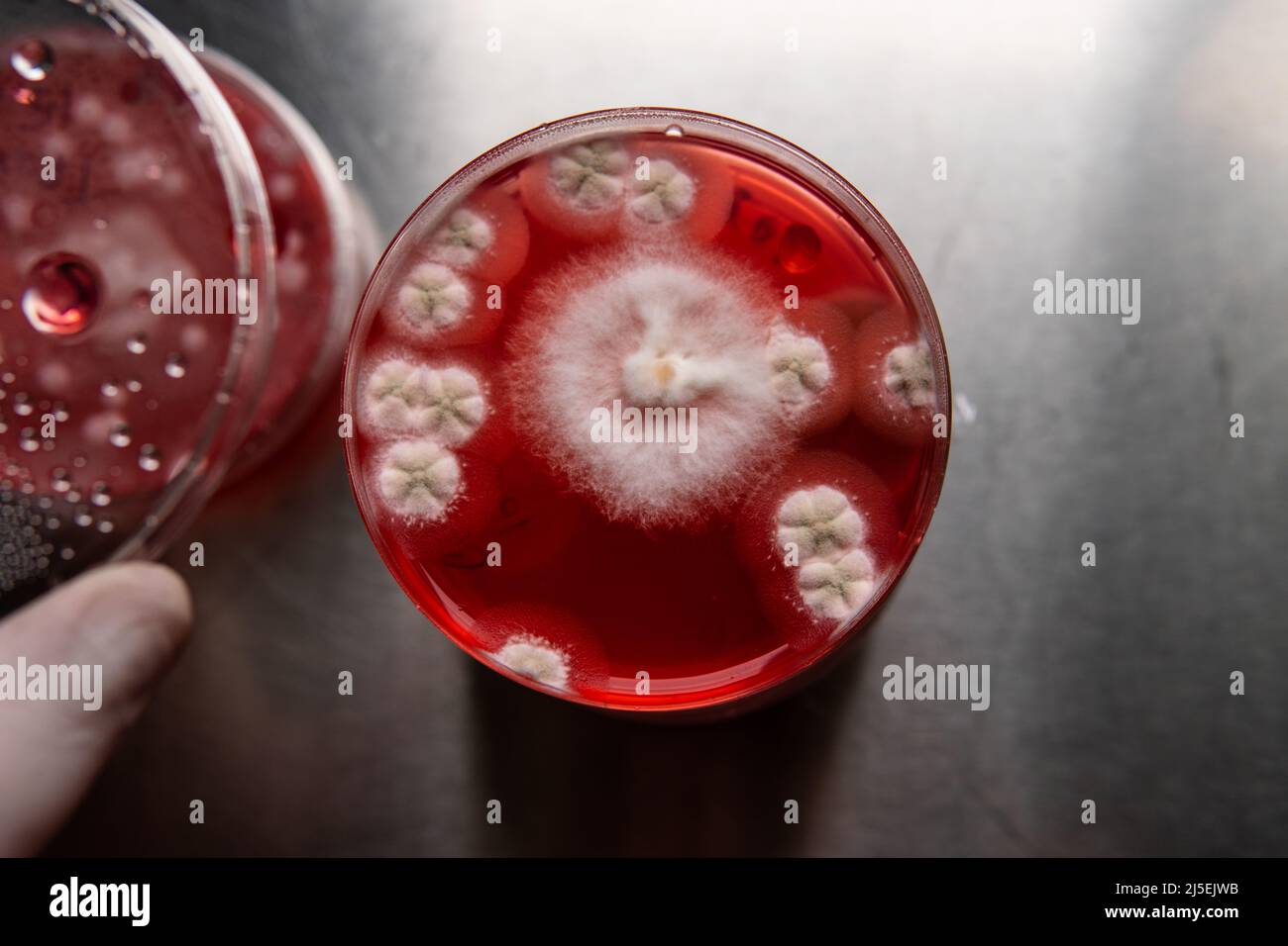 study of mold and bacteria in a petri dish with red agar. Mold spores