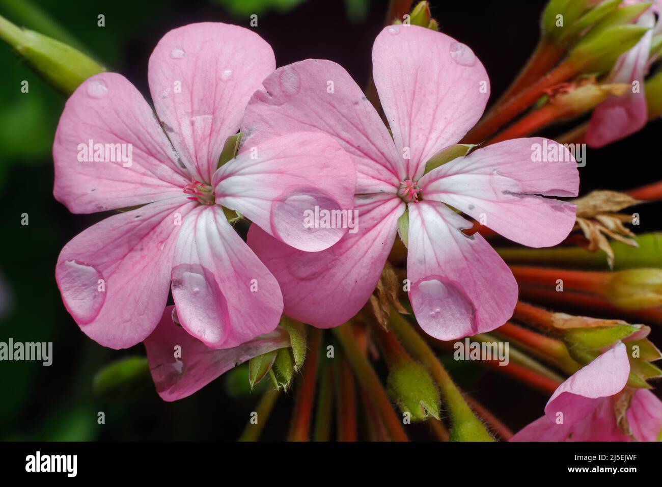 Nairobi, Kenya. 22nd Apr, 2022. Geranium flowers blossom at a road side