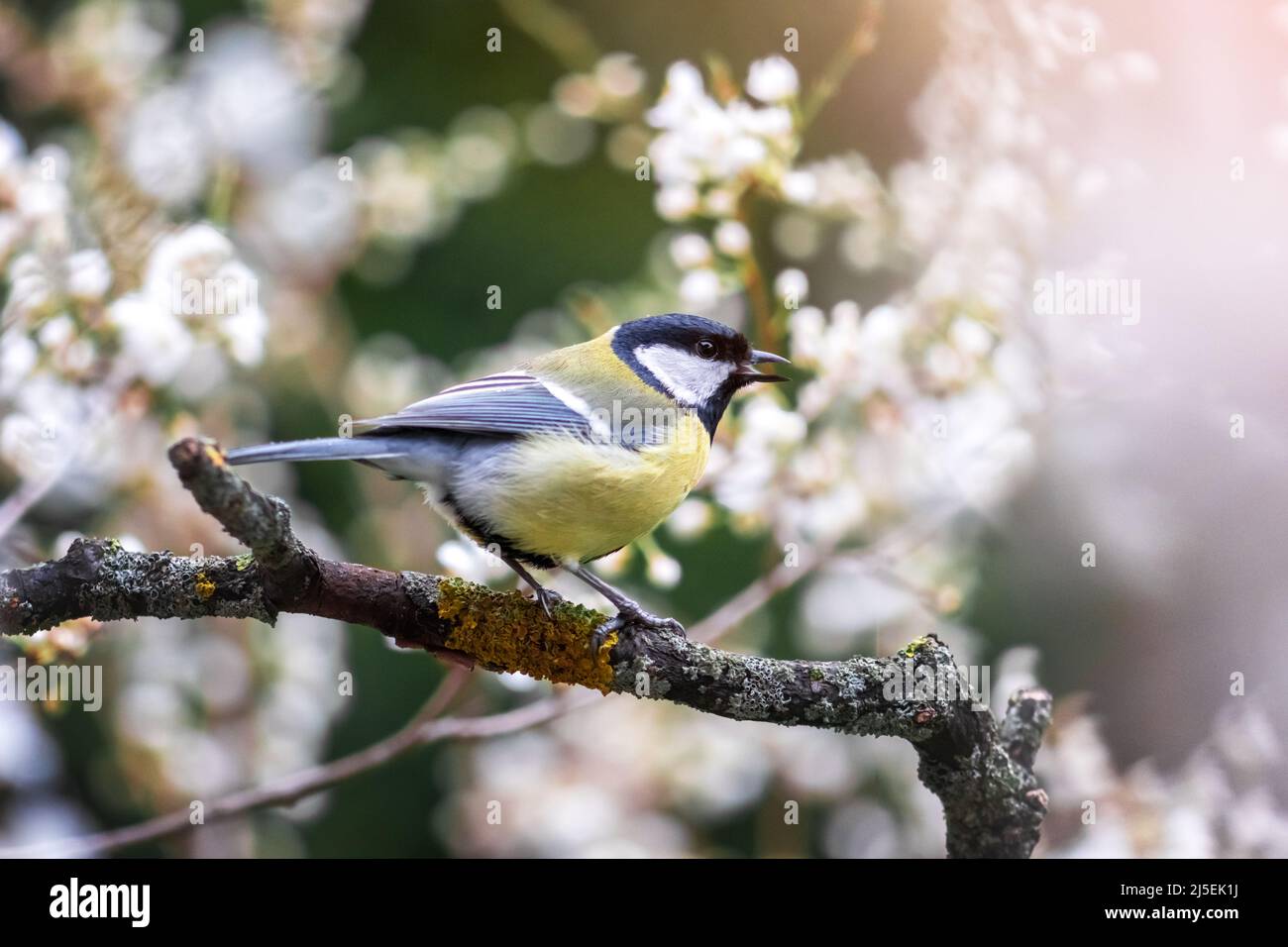 Small parus (tit or bluetit) on twig with cherry flowers on spring garden. Bird photography Stock Photo