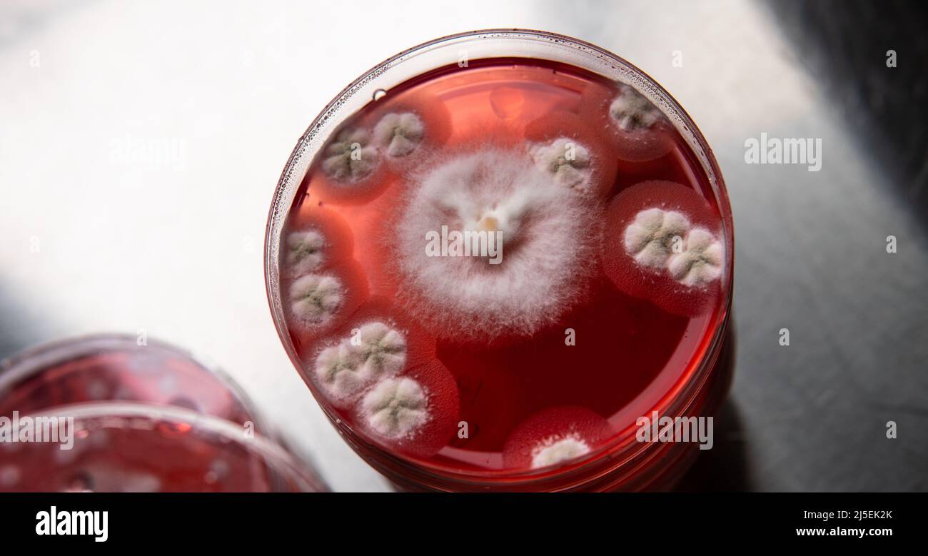 mold in a petri dish. Microbiological studies in laboratory conditions. Mycelium and mold Stock Photo