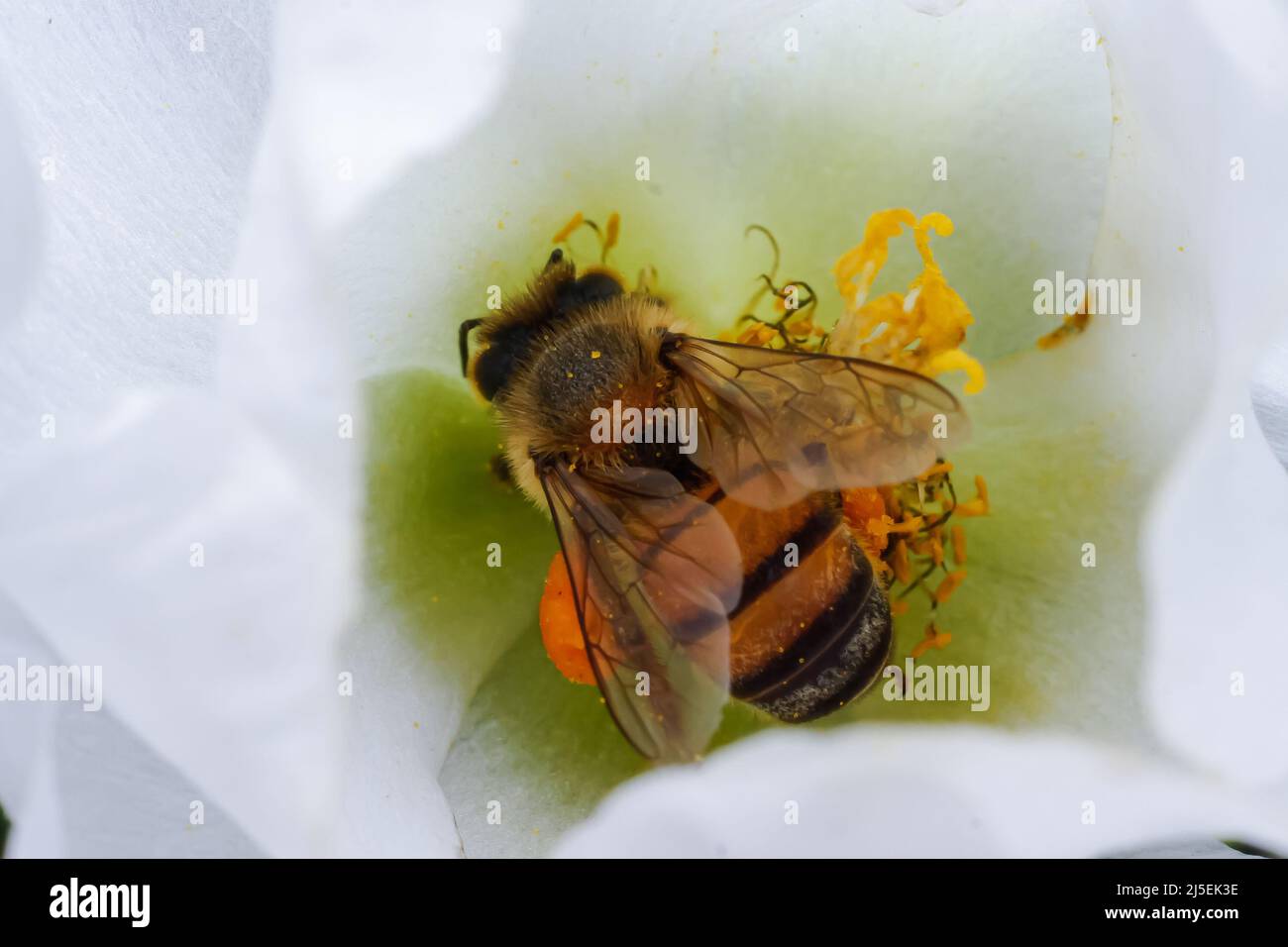 Nairobi, Kenya. 22nd Apr, 2022. An African Honey bee collects nectar