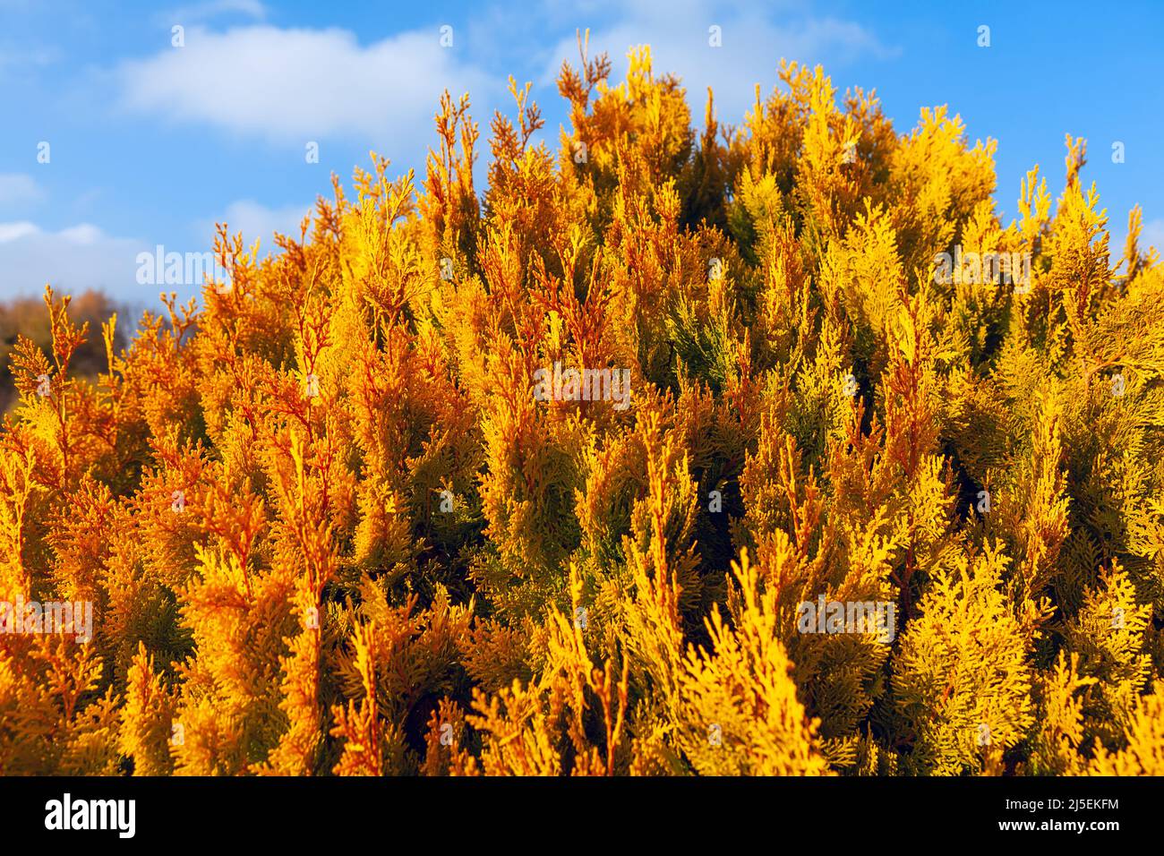 Chamaecyparis Obtusa . Japanese cypress . Red Shrub in Autumn Stock Photo