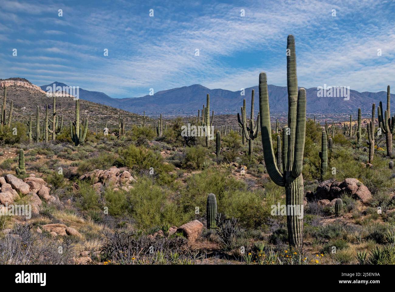 Landscape Image Of Desert Preserve In Scottsdale, AZ Stock Photo