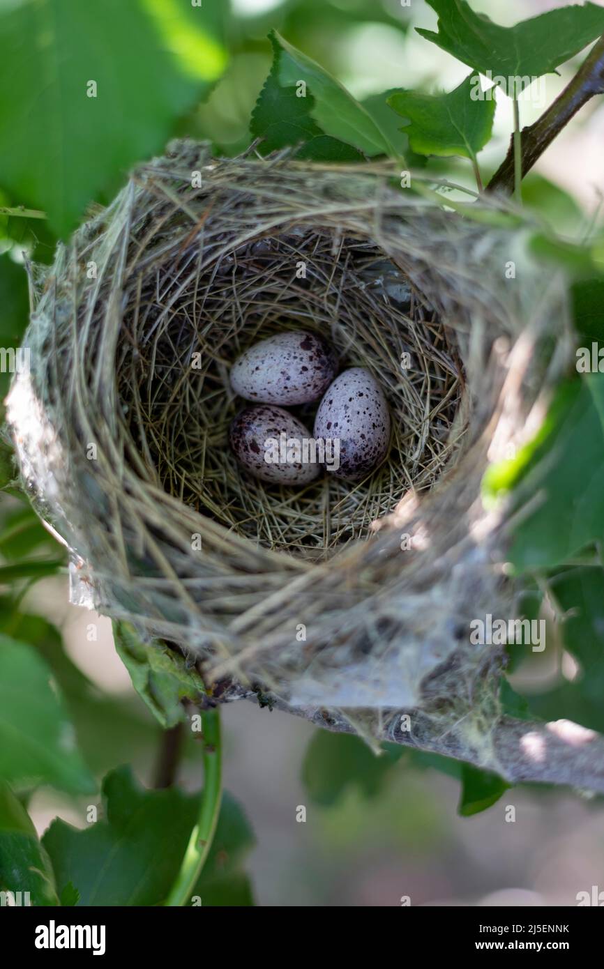 Birds nest with eggs in their natural habitat Stock Photo Alamy
