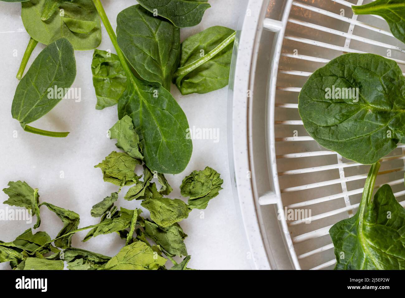 The process of dehydrating spinach from raw to dry in a food dehydrator