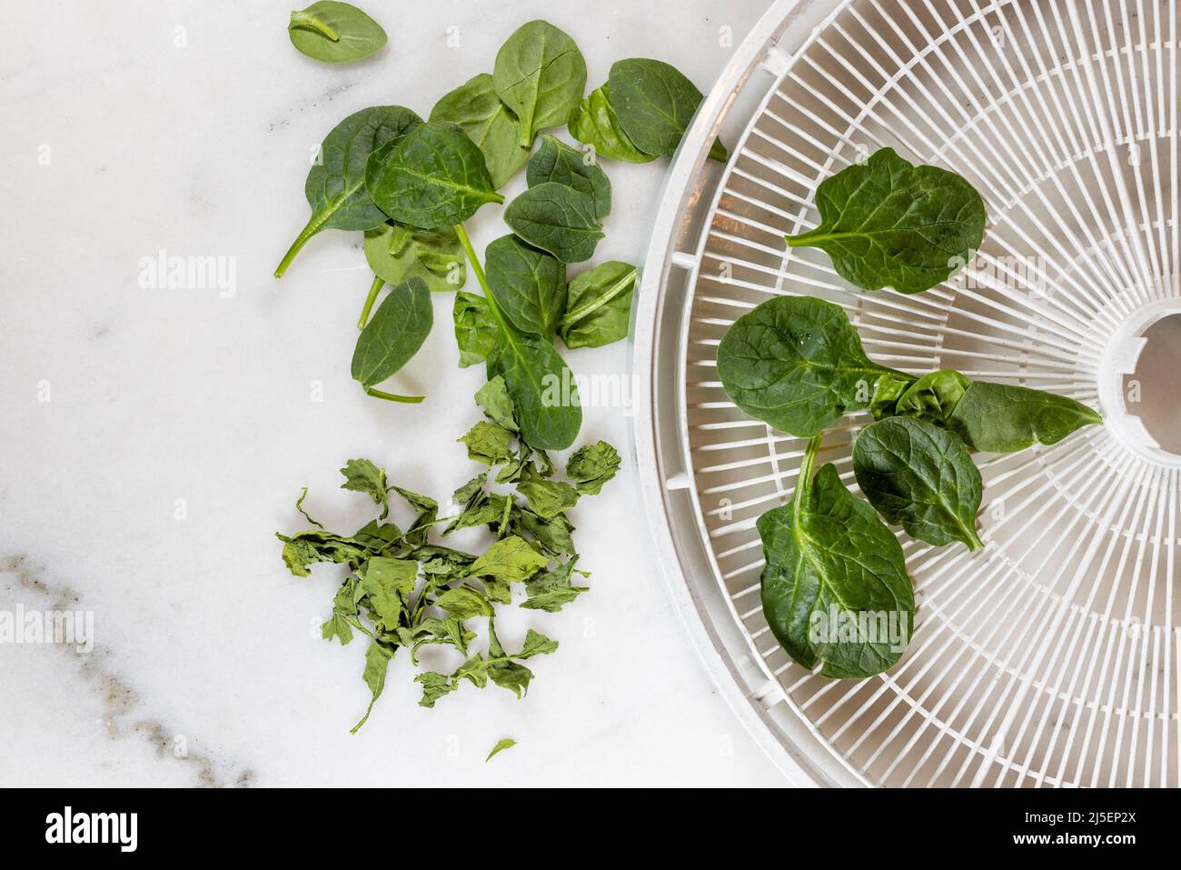 The process of dehydrating spinach from raw to dry in a food dehydrator