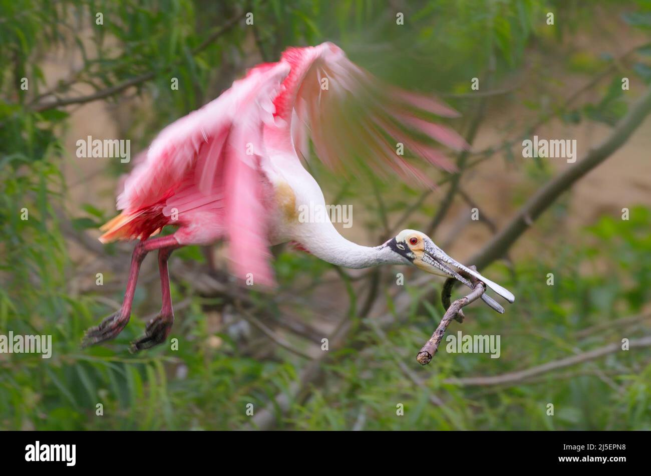 Roseate spoonbill (Platalea ajaja) flying with a stick for nest, High Island, Texas, USA. Stock Photo