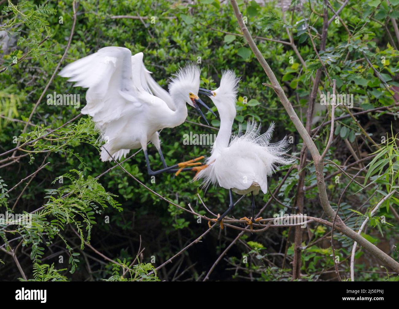 Snowy egrets (Egretta thula) fighting in breeding plumage at rookery, High Island, Texas, USA Stock Photo