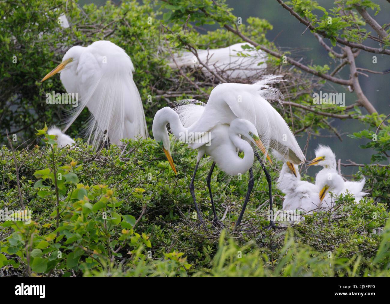 Great egrets (Ardea alba) near their nests at rookery, High Island, Texas, USA. Stock Photo