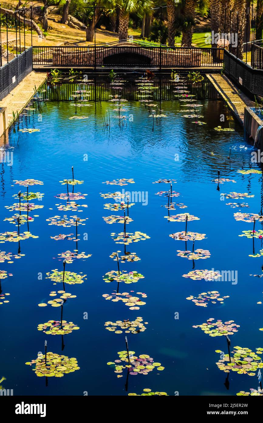 San Angelo International Water Lily Garden Stock Photo Alamy