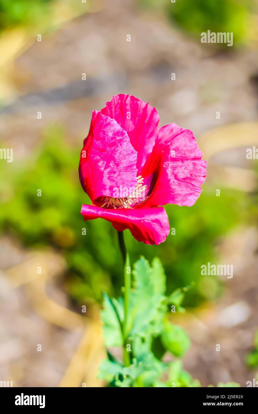 Pink Poppy Blowing in the wind at the San Angelo International Water Lily Garden, San Angelo, Texas, USA Stock Photo