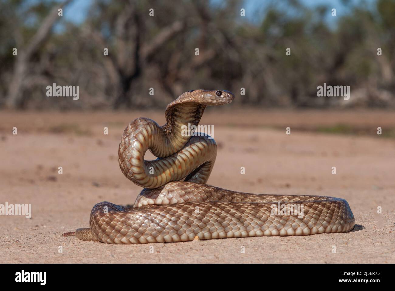 Strap snouted Brown Snake Pseudonaja aspidorhyncha in defensive