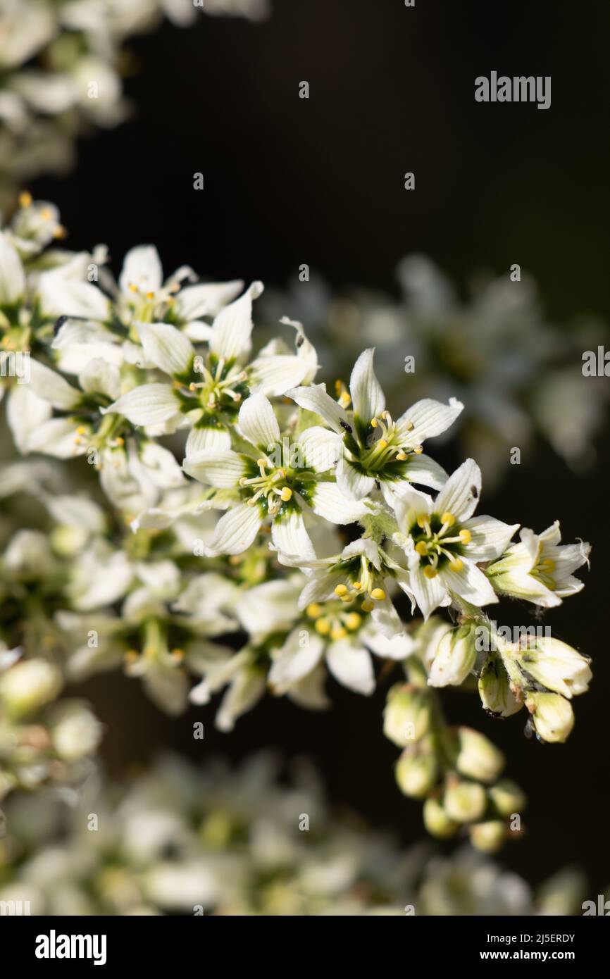 White flowering racemose panicle inflorescence of Veratrum Californicum, Melanthiaceae, native perennial herb in the San Bernardino Mountains, Summer. Stock Photo