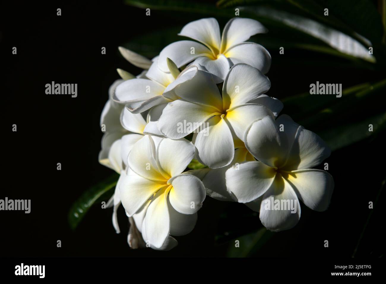 Blossoming Frangipani flower. White plumeria rubra flowers. Frangipani flower on spring. Stock Photo