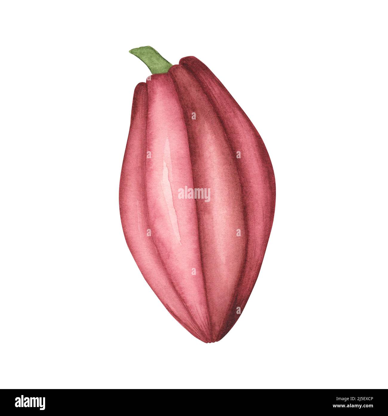 Pink Cocoa pod with ruby beans isolated on white background. Watercolor hand drawn illustration. Art for design, textiles, menu, poster, chocolate Stock Photo