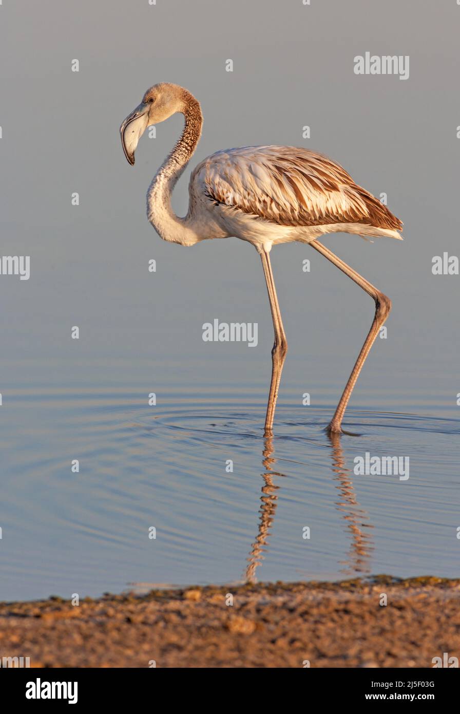 A juvenile greater flamingo (Phoenicopterus roseus) photographed at the Al Wasit Wetland Nature Reserve in Sharjah in the United Arab Emirates. Stock Photo