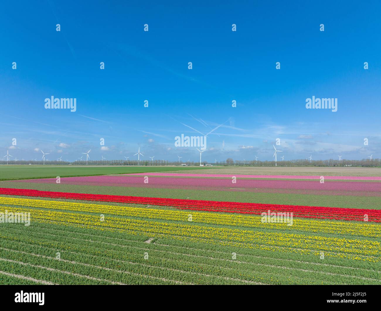 Rows of Yellow, red and Pink Tulips in Flevoland The Netherlands with wind turbines spinning in the horizon, Aerial view. Stock Photo