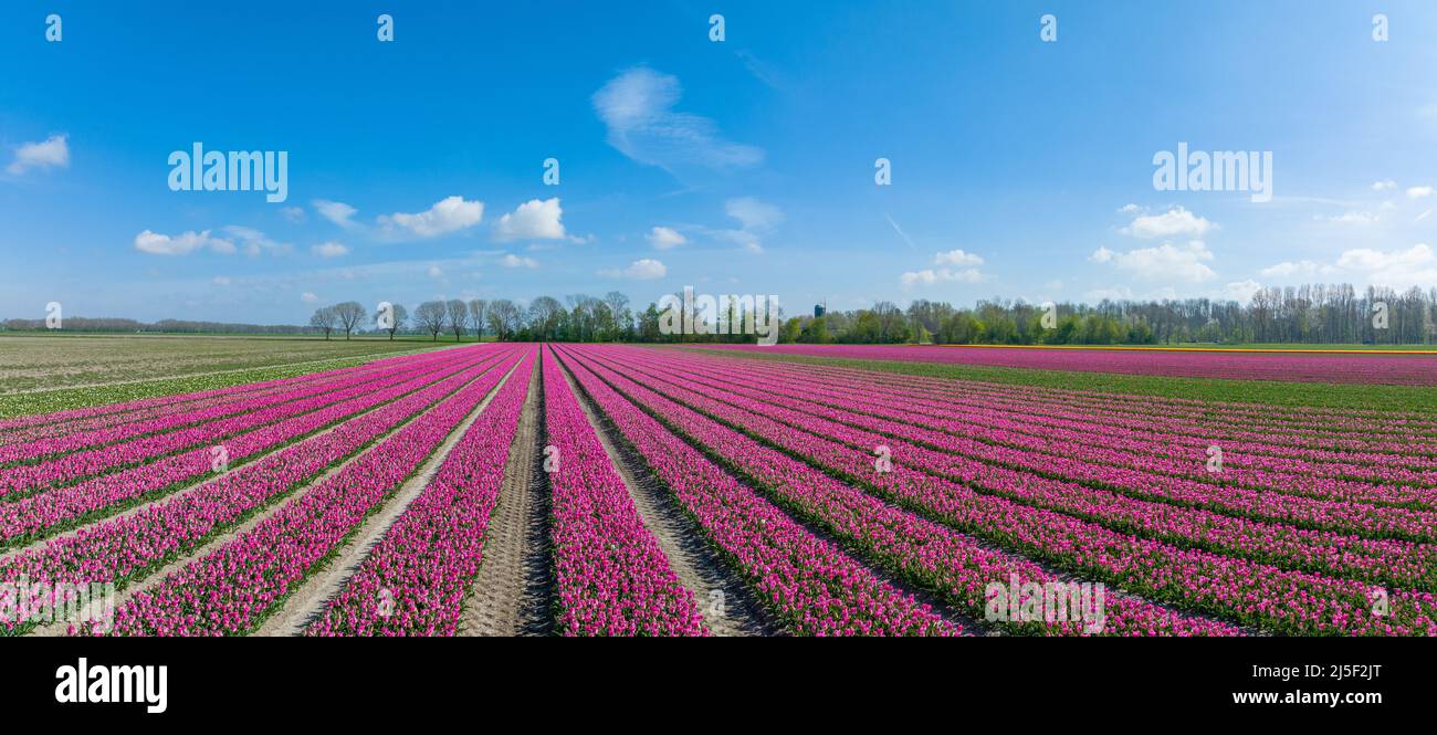 Rows of Pink Tulips in Flevoland The Netherlands Stock Photo