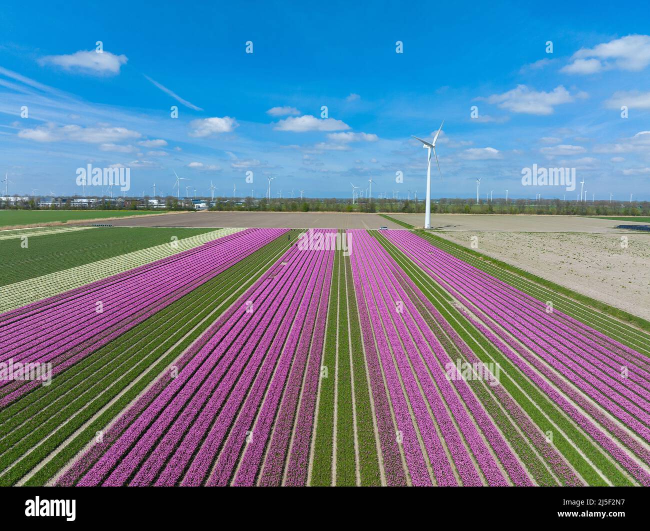 Rows of Pink Tulips in Flevoland The Netherlands with wind turbines spinning in the horizon, Aerial view Stock Photo