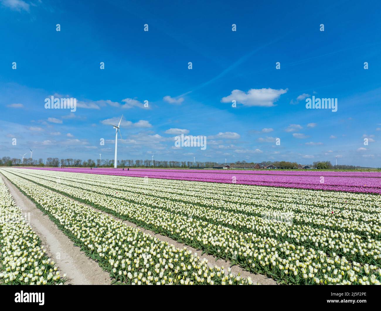Rows of Pink Tulips in Flevoland The Netherlands with wind turbines spinning in the horizon, Aerial view Stock Photo