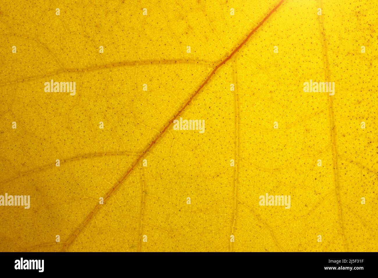 Gold background texture of autumn leaf. Element of design. Stock Photo