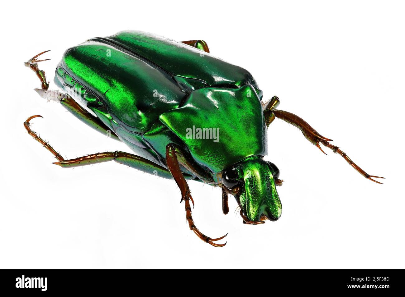 flower chafer (Chalcothea smaragdina) isolated on white background Stock Photo
