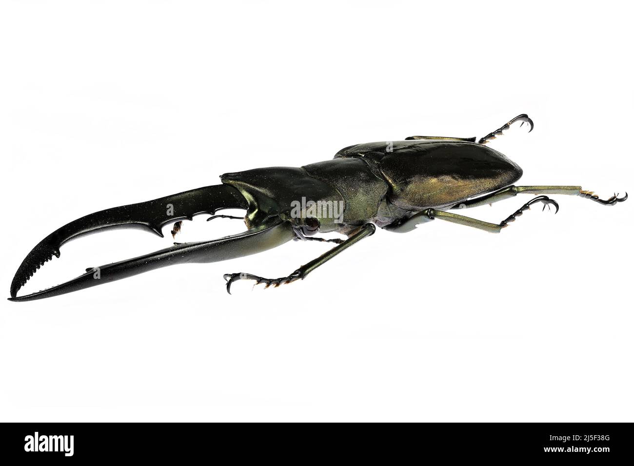 stag beetle (Cyclommatus metallifer finae) isolated on white background Stock Photo