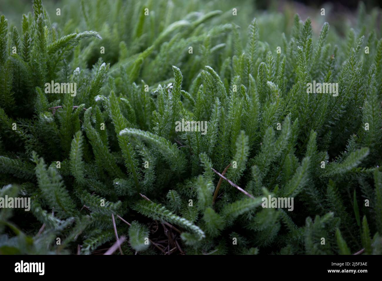 Fresh green grasses, Achillea millefolium common yarrow stems close up Stock Photo
